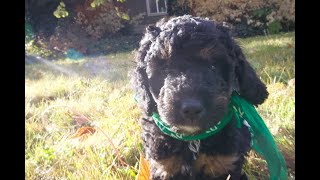 Temperament Testing for Huxley – Male Phantom Moyen Poodle Puppy  Funny Farm Poodles amp Doodles [upl. by Eisdnyl]