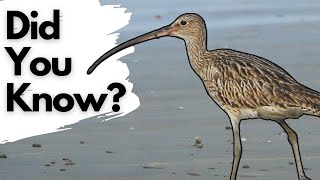 Things you need to know about CURLEWS [upl. by Cinomod373]