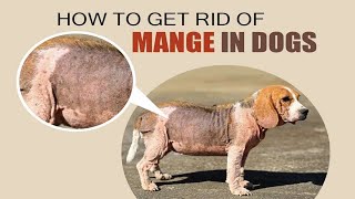 How to Treat Mange in Dogs  Home Remedies for Mange in Dogs [upl. by Thain]