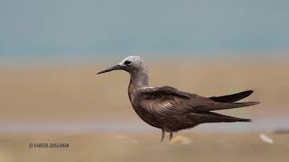 Lesser Noddy Anous tenuirostris  Chennai Coast  Apr 2018 [upl. by Largent]