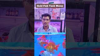 Gold fish tankmates 🤔  Pari Aquarium Kurla fish Market Goldfish Fish Shorts kurla [upl. by Alansen]