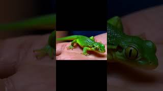 Meet My Tiny Friend The Adorable Anole Lizard on My Palm 🦎🤚 [upl. by Devol]