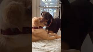 Perritos latosos 🐕🐶🐶❤️ viralvideo funny mascotas funnyvideos pets mismascotas [upl. by Azirb]