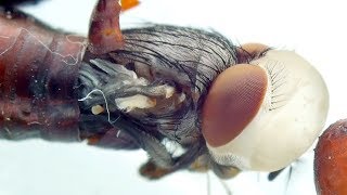 Extremely Detailed Footage of a House Fly Emerging From its Pupa [upl. by Nnylyahs]