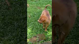 Pappy Playing Mother cat 🐈🥰🐕 cat kitten cuteanimals funny dog [upl. by Jobe]