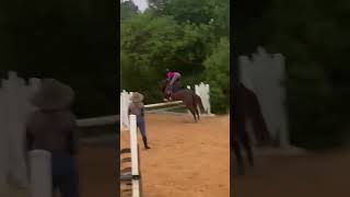 3 foot horse equestrian showjumping [upl. by Lirbaj]