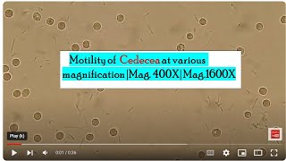 Motility of Cedecea at various magnification Mag 400X Mag1600X [upl. by Childs]