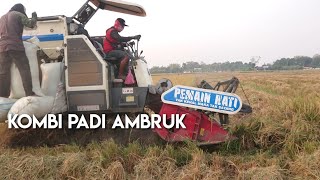 kombi padi rebah ambruk [upl. by Aseral]