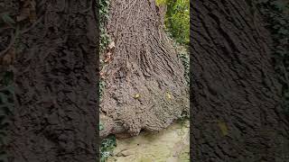 nature luzern iloveluzern swiss swissbeauty mushroom Acorns switzerland Natur 🇨🇭🍄🍂 [upl. by Asimaj]