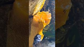 Massive 40 KG Cliff Honey Haul 🍯🐝 shorts trending honey ArabsBoutoeq VladandNiki [upl. by Haisa]