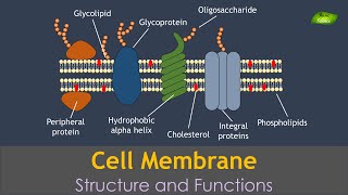 Plasma membrane  Animation  Structure and Function  Notes  Basic Science Series [upl. by Bubalo62]