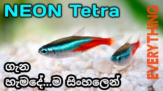 NEON TETRA  Neon Tetra CARE in Sinhala ALL [upl. by Ynnej]