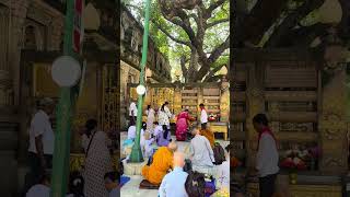 Chanting under Bodhi tree [upl. by Krystle50]