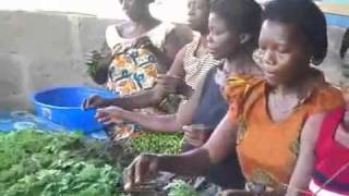 Moringa Project in Ghana WOMEN FARMERS PROCESSING MORINGA [upl. by Kalbli]