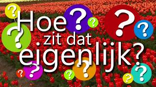 Hoe zit dat eigenlijk 3 Wat is de weg van de snijbloemen [upl. by Ettennej]