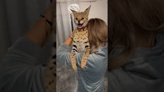 Momchange the cameramanYou know i don’t like MENS😂 Serval Cat hissing the cameramancat serval [upl. by Amelita]