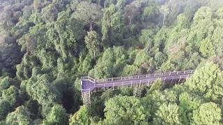 Dorrigo Skywalk [upl. by Yriek]