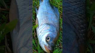 Fish Fry in Tawa Katla fish fry recipe village shortvideo shorts [upl. by Zasuwa]