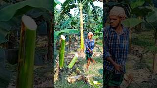 Banana tree cutting scene Ep 1037 shorts viral trending [upl. by Jelle]