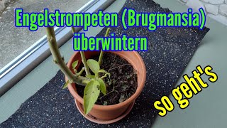 Engelstrompeten überwintern und schneiden Brugmansia im Winter überwintern nicht winterhart frosthar [upl. by Orimisac44]