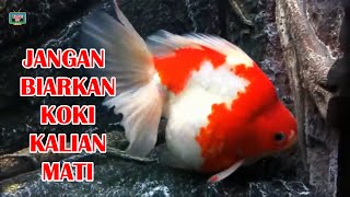 🔵 5 TIPS CARA MERAWAT IKAN KOKI YANG PERLU DIKETAHUI KHUSUSNYA PEMULA [upl. by Schenck]