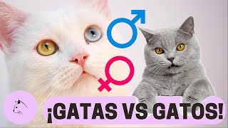 Las MAYORES DIFERENCIAS Entre GATOS Y GATAS [upl. by Adgam]