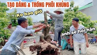 Tạo dáng amp trồng cây phôi mai vàng bonsai đại vườn Út Đực  How to shape amp plant Ochna integerrima [upl. by Aan258]