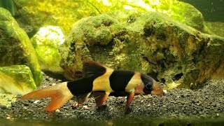 Formerly quotSkinnyquot Loach Is Eating Snails And Looking Good [upl. by Ahsaeym226]