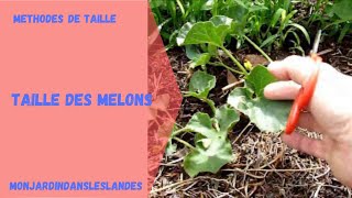 Taille des melons  Monjardindansleslandes [upl. by Yumuk]