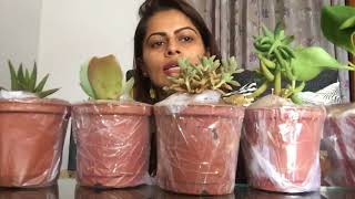 Unboxing  Nurserylive Plants Unboxing  Review amp First Impression LIVE Kavya K  nurserylive [upl. by Asirret]