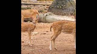 Borivali National park 🐆🦁🐒🦚 VikasWadkarOfflcial [upl. by Enerehs]