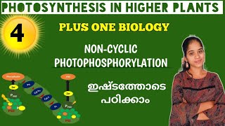 NONCYCLIC PHOTOPHOSPHORYLATION  PHOTOSYNTHESIS IN HIGHER PLANTS 1 BIOLOGY IN MALAYALAM [upl. by Frieda125]