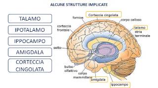 38 Il sistema limbico e le emozioni [upl. by Mather]