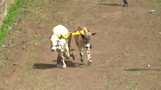 How To Run Bailgada Sharyat  Bullock Cart Race [upl. by Enrobso]