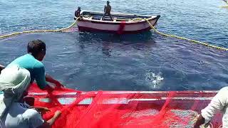 PURSE SEINE FISHING  FISHING AT RATNAGIRI  TRADITIONAL NET FISHING  penangkapan ikan  isda [upl. by Tnecillim]