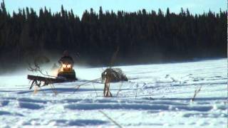 Winter Harvesting with Cree Hunter David Mianscum  Mistissini [upl. by Oballa905]