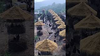 Chinas chicken farm 😍 animals [upl. by Adnahs]