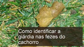 Como identificar a GIÁRDIA nas FEZES do cachorro  Sintomas e tratamento [upl. by Einnaj]