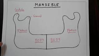 Mandible bone 1 How to make it  TCML [upl. by Bettye]