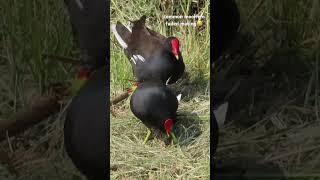 Common moorhen 紅冠水雞 [upl. by Aonian706]