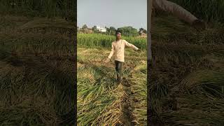 Yogi uday ke khet me dhanyogi udaysurdash song bhojpurimusic tending [upl. by Keelby]