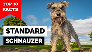 Standard Schnauzer  Top 10 Facts [upl. by Dacia]