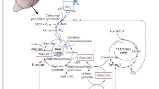 Protein 4  Protein Metabolism [upl. by Hamil]