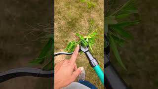 Finally A Good Heavy Duty Weed Puller Tool  deerfamy review [upl. by Nolrak]