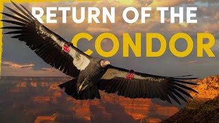 How the Condor Is Reclaiming Its Place in American Wilderness [upl. by Anitsugua]