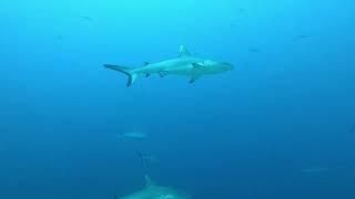 The Grey reef Shark [upl. by Thunell234]