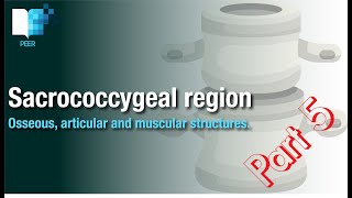 The Anatomy of the sacrum amp coccyx the lumbosacral amp sacroiliac joints amp the pelvic floor muscles [upl. by Hgielar]