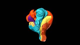 Heliconius Butterfly Brain [upl. by Samtsirhc]