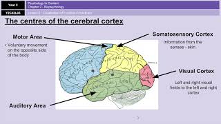 ALevel Psychology AQA Biopsychology  Localisation of Function in the Brain [upl. by Ninette393]