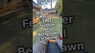 Chemical FREE fertilizer and you dont have to pay for it and better yard in the SPRING [upl. by Friedberg447]